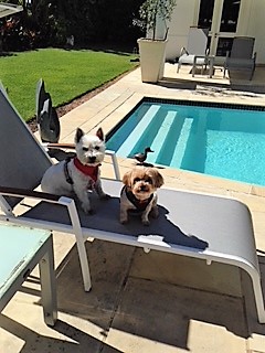 Anne-Marie Holmes dogs