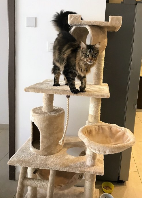 maisie sur son arbre